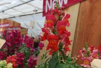 Snaptastic™ Antirrhinum majus (Snapdragon) Orange Flame -- New from Syngenta Flowers Spring Trials 2016: Snaptastic™ Snapdragon 'Orange Flame' a seed variety which is a free-flowering, vigorous plant that is quick to create masses of color.  Intermediate habit with fast secondary flowering will have home gardeners coming back for more.  Featuring spires of orange-red flowers with yellow eyes, on medium, strong stems, atop narrow, medium-green foliage.