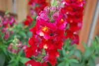 Snaptastic™ Antirrhinum majus (Snapdragon) Red -- New from Syngenta Flowers Spring Trials 2016: Snaptastic™ Snapdragon 'Red' a seed variety which is a free-flowering, vigorous plant that is quick to create masses of color.  Intermediate habit with fast secondary flowering will have home gardeners coming back for more.  Featuring spires of red flowers with yellow eyes, on medium, strong stems, atop narrow, medium-green foliage.