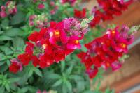 Snaptastic™ Antirrhinum majus (Snapdragon) Red -- New from Syngenta Flowers Spring Trials 2016: Snaptastic™ Snapdragon 'Red' a seed variety which is a free-flowering, vigorous plant that is quick to create masses of color.  Intermediate habit with fast secondary flowering will have home gardeners coming back for more.  Featuring spires of red flowers with yellow eyes, on medium, strong stems, atop narrow, medium-green foliage.