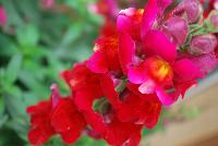 Snaptastic™ Antirrhinum majus (Snapdragon) Red -- New from Syngenta Flowers Spring Trials 2016: Snaptastic™ Snapdragon 'Red' a seed variety which is a free-flowering, vigorous plant that is quick to create masses of color.  Intermediate habit with fast secondary flowering will have home gardeners coming back for more.  Featuring spires of red flowers with yellow eyes, on medium, strong stems, atop narrow, medium-green foliage.