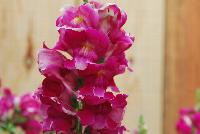 Snaptastic™ Antirrhinum majus (Snapdragon) Magenta -- New from Syngenta Flowers Spring Trials 2016: Snaptastic™ Snapdragon 'Red' a seed variety which is a free-flowering, vigorous plant that is quick to create masses of color.  Intermediate habit with fast secondary flowering will have home gardeners coming back for more.  Featuring spires of magenta to burgundy-pink-red flowers with yellow eyes, on medium, strong stems, atop narrow, medium-green foliage.
