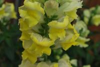 Snaptastic™ Antirrhinum majus (Snapdragon) Yellow -- New from Syngenta Flowers Spring Trials 2016: Snaptastic™ Snapdragon 'Red' a seed variety which is a free-flowering, vigorous plant that is quick to create masses of color.  Intermediate habit with fast secondary flowering will have home gardeners coming back for more.  Featuring spires of light- to dark-yellow flowers on medium, strong stems, atop narrow, medium-green foliage.