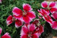 Super Parfait™ Dianthus chinensis Crimson Star -- New from Syngenta Flowers Spring Trials 2016: Super Parfait™ Dianthus 'Crimson Star' a seed variety with brilliant crimson-red flowers with a light-pink frilly edge and black, pencil-thin circular star-center with small light-green eye atop dark-green elongated, oval with point foliage.