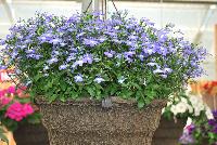 Techno® Heat Lobelia erinus Upright Blue -- New from Syngenta Flowers Spring Trials 2016: Techno® Heat Lobelia 'Uprgiht Blue'  a seed variety with masses of dainty light-violet, 3-petal blue flowers with white eye an two small-petal “antennae”, sitting atop a mounded, upright habit of light-green vine-like foliage.