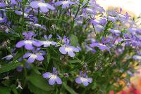 Techno® Heat Lobelia erinus Upright Blue -- New from Syngenta Flowers Spring Trials 2016: Techno® Heat Lobelia 'Uprgiht Blue'  a seed variety with masses of dainty light-violet, 3-petal blue flowers with white eye an two small-petal “antennae”, sitting atop a mounded, upright habit of light-green vine-like foliage.