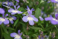 Techno® Heat Lobelia erinus Upright Blue -- New from Syngenta Flowers Spring Trials 2016: Techno® Heat Lobelia 'Upright Blue'  a seed variety with masses of dainty light-violet, 3-petal blue flowers with white eye an two small-petal “antennae”, sitting atop a mounded, upright habit of light-green vine-like foliage.