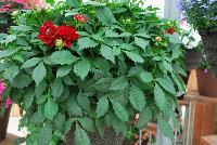 Grandalia™ Dahlia x hybrida Deep Red -- From Syngenta Flowers Spring Trials 2016: Grandalia™ Dahlia 'Deep Red'  a vegetative variety with an aggressive, mounded, upright habit of dark-green foliage with enormous, cone-petalled, dark-red flowers emerging from bulb-like pods above the canopy.