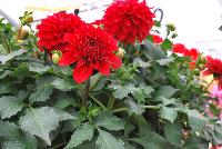 Grandalia™ Dahlia x hybrida Deep Red -- From Syngenta Flowers Spring Trials 2016: Grandalia™ Dahlia 'Deep Red'  a vegetative variety with an aggressive, mounded, upright habit of dark-green foliage with enormous, cone-petalled, dark-red flowers emerging from bulb-like pods above the canopy.