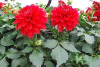 Grandalia™ Dahlia x hybrida Deep Red -- From Syngenta Flowers Spring Trials 2016: Grandalia™ Dahlia 'Deep Red'  a vegetative variety with an aggressive, mounded, upright habit of dark-green foliage with enormous, cone-petalled, dark-red flowers emerging from bulb-like pods above the canopy.