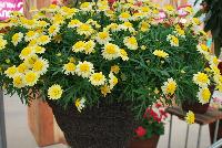 Sassy® Argyranthemum frutescens Double Yellow -- New from Syngenta Flowers Spring Trials 2016: Sassy® Argyranthemum 'Double Yellow' a vegetative variety with an abundance of daisy-like flowers of light- to cream-yellow with darker-yellow centers on a mounded, upright habit of dark-green narrow, spike-leafed foliage.