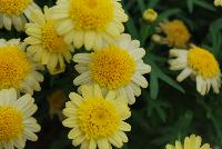 Sassy® Argyranthemum frutescens Double Yellow -- New from Syngenta Flowers Spring Trials 2016: Sassy® Argyranthemum 'Double Yellow' a vegetative variety with an abundance of daisy-like flowers of light- to cream-yellow with darker-yellow centers on a mounded, upright habit of dark-green narrow, spike-leafed foliage.