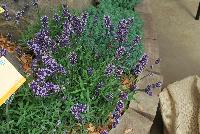  Lavandula angustifolia Blue Scent™ Improved. -- From Syngenta Flowers Spring Trials 2016: Lavandula 'Blue Scent™ Improved'  a seed variety with a mounded, upright habit of dark-green foliage with fragrant spikes of light- to deep-purple flower clusters emerging high above the canopy.