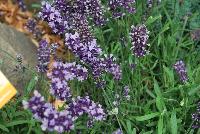  Lavandula angustifolia Blue Scent™ Improved. -- From Syngenta Flowers Spring Trials 2016: Lavandula 'Blue Scent™ Improved'  a seed variety with a mounded, upright habit of dark-green foliage with fragrant spikes of light- to deep-purple flower clusters emerging high above the canopy.