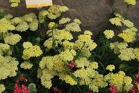 Desert Eve™ Achillea millefolium Light Yellow -- From Syngenta Flowers Spring Trials 2016: Desert Eve™ Achillea 'Light Yellow' a vegetative variety with an upright habit of dark-green foliage and medium stems with large cream- to true-yellow flower clusters emerging above the canopy.