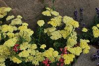 Desert Eve™ Achillea millefolium Light Yellow -- From Syngenta Flowers Spring Trials 2016: Desert Eve™ Achillea 'Light Yellow' a vegetative variety with an upright habit of dark-green foliage and medium stems with large cream- to true-yellow flower clusters emerging above the canopy.