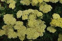 Desert Eve™ Achillea millefolium Light Yellow -- From Syngenta Flowers Spring Trials 2016: Desert Eve™ Achillea 'Light Yellow' a vegetative variety with an upright habit of dark-green foliage and medium stems with large cream- to true-yellow flower clusters emerging above the canopy.