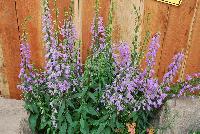  Campaula rapunculoides Campbell™ Blue -- From Syngenta Flowers Spring Trials 2016:  Campanula 'Campbell™ Blue' a seed perennial with an upright habit of dark-green foliage and tall stems with light to medium-purple bell-shaped flowers filling up the stem with an abundance of color.