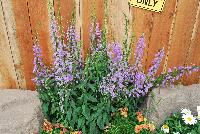  Campaula rapunculoides Campbell™ Blue -- From Syngenta Flowers Spring Trials 2016:  Campanula 'Campbell™ Blue' a seed perennial with an upright habit of dark-green foliage and tall stems with light to medium-purple bell-shaped flowers filling up the stem with an abundance of color.