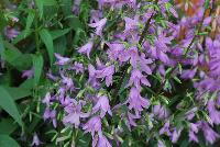  Campaula rapunculoides Campbell™ Blue -- From Syngenta Flowers Spring Trials 2016:  Campanula 'Campbell™ Blue' a seed perennial with an upright habit of dark-green foliage and tall stems with light to medium-purple bell-shaped flowers filling up the stem with an abundance of color.