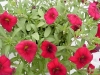 MiniFamous Calibrachoa Dark Red Improved