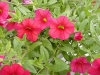 MiniFamous Calibrachoa Red Improved