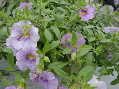 Sweetheart Calibrachoa Lavender