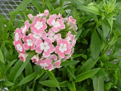 Noverna Dianthus barbatus F1 Salmon with White Eye 
