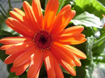 Revolution Gerbera Pastel Orange/Dark Center