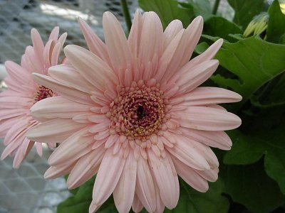 Revolution Gerbera Pastel Pink Shades/Dark Center