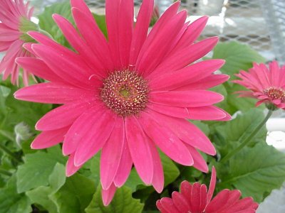 Revolution Gerbera Rose Shades