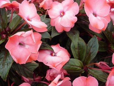 Colorpower New Guinea Impatiens Coral Frost
