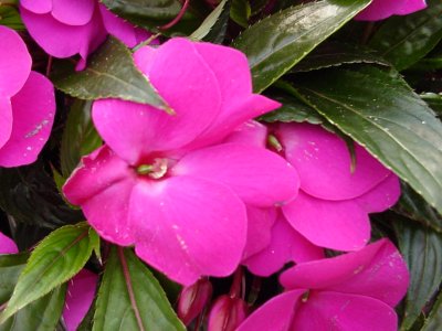 Colorpower New Guinea Impatiens Lilac