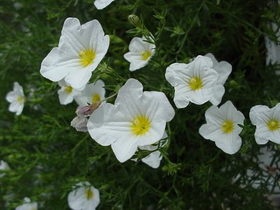  Nierembergia White Compact