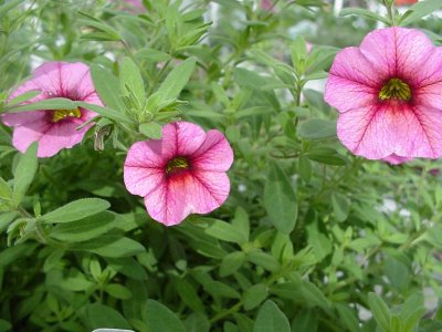  Petunia Cosmos Pink
