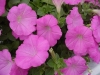 Famous Petunia Lavender Pink
