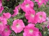 Famous Petunia Pink Improved