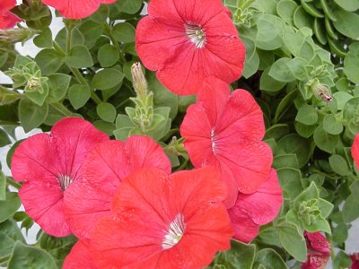  Petunia Red