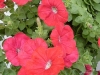 Famous Petunia Red
