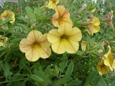 Sunbelkist Million Bells Calibrachoa Petunia Terra Cotta