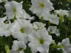 Famous Petunia White Improved