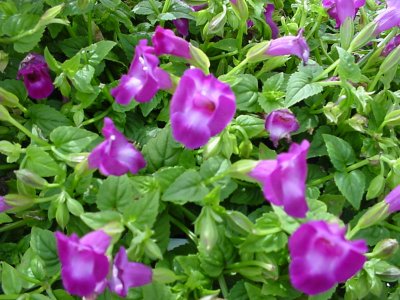 Summer Wave Torenia Amethyst