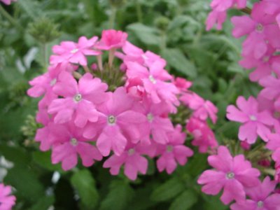 Tapien Verbena Bright Coral