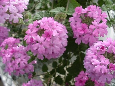 Tapien Verbena Lilac