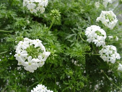 Tapien Verbena Pure White