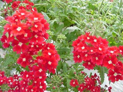 Tapien Verbena Red with White Eyes