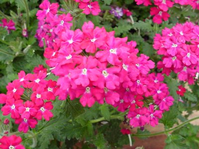 Tapien Verbena Rose