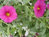 MiniFamous Calibrachoa Cherry Pink  