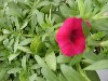 MiniFamous Calibrachoa Dark Red  