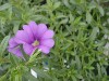 MiniFamous Calibrachoa Light Blue  