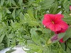 MiniFamous Calibrachoa Red   